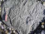 Ichnofossiles: pistes, terriers, traces fossiles du jurassique Boulonnais