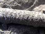 Ichnofossiles: pistes, terriers, traces fossiles du jurassique Boulonnais