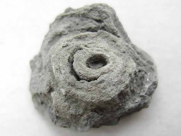Ichnofossile jurassique Boulonnais