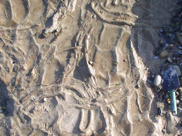 Ichnofossile Rhizocorallium jenense jurassique Boulonnais