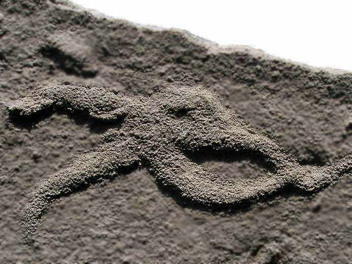 Asteriacites ichnofossile jurassique Boulonnais