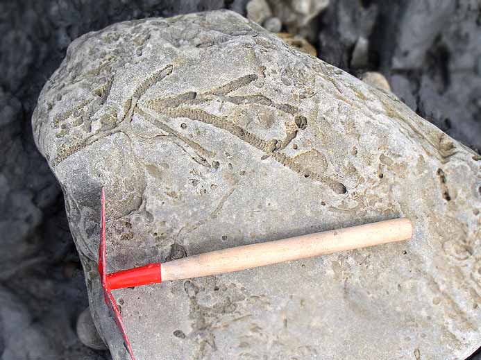 Ichnofossile jurassique Boulonnais