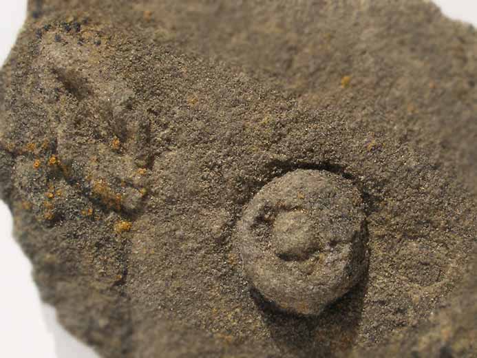 Ichnofossile jurassique Boulonnais