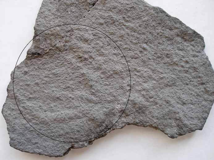 Asteriacites ichnofossile jurassique Boulonnais