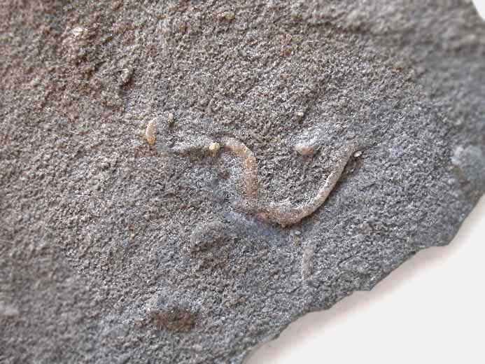 Ophiure Asteriacites ichnofossile jurassique Boulonnais