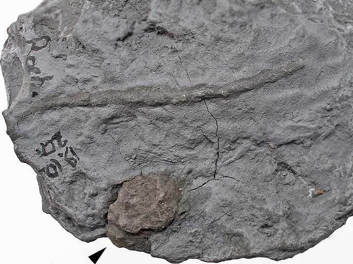 Ichnofossile jurassique Boulonnais