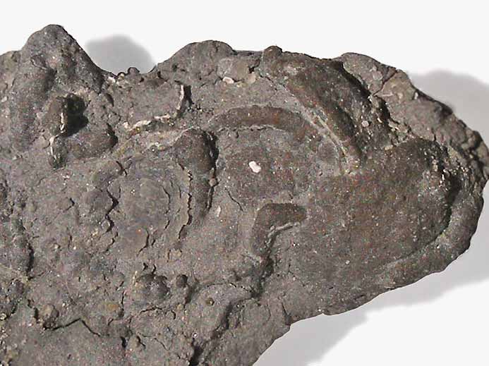 Ichnofossile jurassique Boulonnais