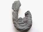 Ichnofossile: Rhizocorallium jenense du jurassique Boulonnais