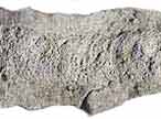 Ichnofossile: Rhizocorallium jenense du jurassique Boulonnais