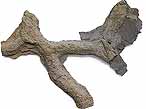 Ichnofossile: Spongeliomorpha nodosa du jurassique Boulonnais