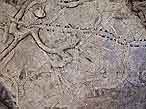 Ichnofossile: piste, terrier, trace du jurassique Boulonnais