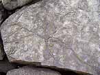 Ichnofossile: piste, terrier, trace du jurassique Boulonnais