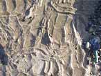 Ichnofossile: Rhizocorallium jenense du jurassique Boulonnais