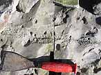 Ichnofossile: Bolonia lata du jurassique Boulonnais