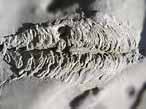 Ichnofossile: Bolonia lata du jurassique Boulonnais