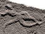 Asteriacites : Ichnofossile du jurassique Boulonnais
