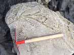 Ichnofossile du jurassique Boulonnais