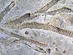 Ichnofossile du jurassique Boulonnais
