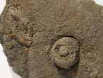 Ichnofossile du jurassique Boulonnais