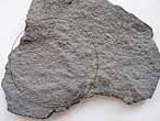 Asteriacites : Ichnofossile du jurassique Boulonnais