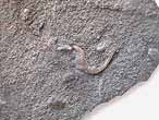 Asteriacites : Ichnofossile du jurassique Boulonnais