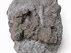 Ichnofossile du jurassique Boulonnais
