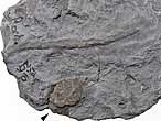 Ichnofossile du jurassique Boulonnais
