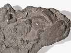 Ichnofossile du jurassique Boulonnais