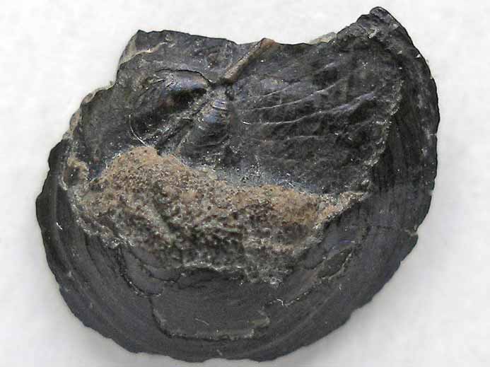 Discinisca fossile jurassique Boulonnais