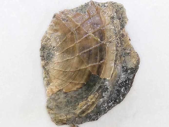Discinisca fossile jurassique Boulonnais