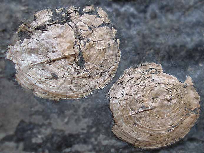 Discinisca fossile jurassique Boulonnais