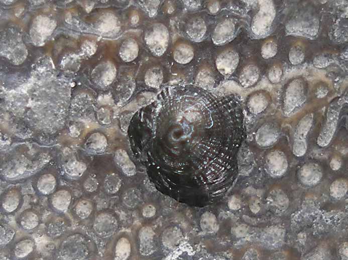 Discinisca fossile jurassique Boulonnais