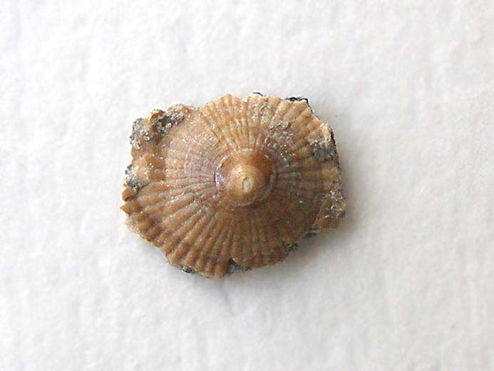 Discinisca fossile jurassique Boulonnais