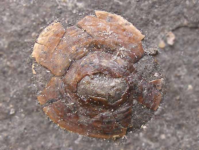 Discinisca brachiopode fossile jurassique Boulonnais