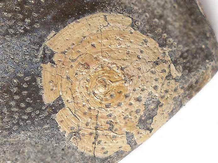 Discinisca fossile jurassique Boulonnais