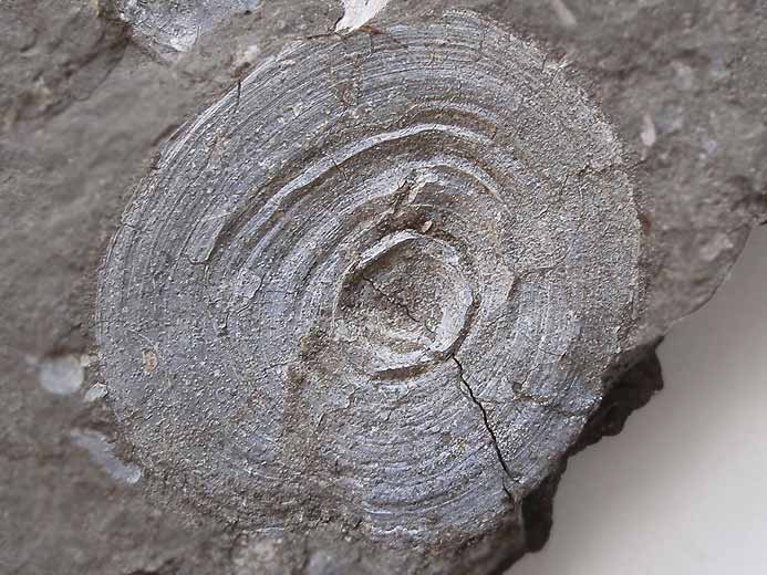 Discinisca lamellosa fossile indtermin du jurassique Boulonnais