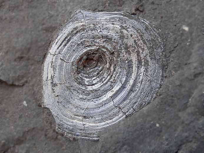 Discinisca lamellosa brachiopode fossile indtermin du jurassique Boulonnais