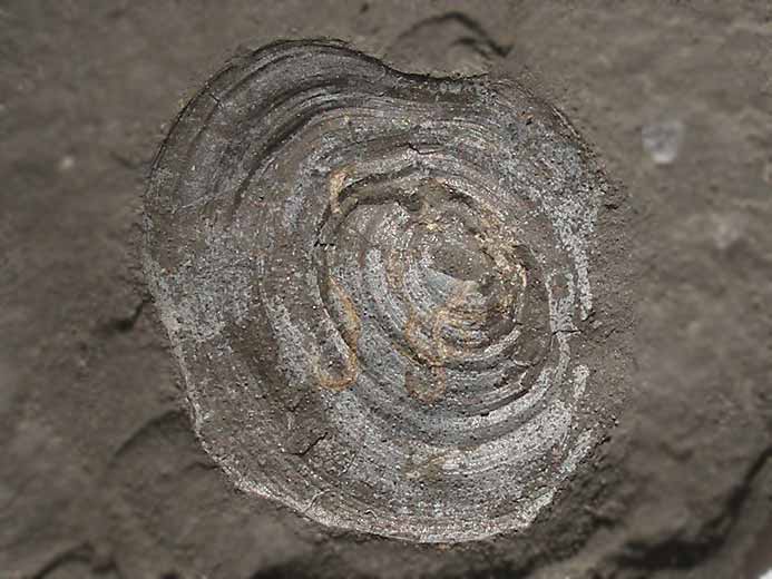Discinisca lamellosa brachiopode fossile indtermin du jurassique Boulonnais