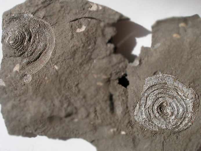 Discinisca lamellosa brachiopodes fossiles indtermins du jurassique Boulonnais