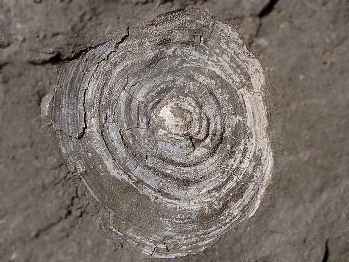 Discinisca lamellosa brachiopode fossile indtermin du jurassique Boulonnais