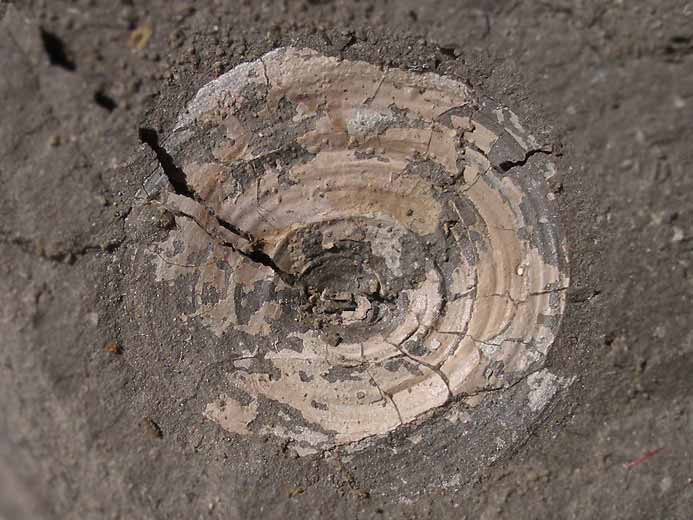 Discinisca lamellosa brachiopode fossile indtermin du jurassique Boulonnais
