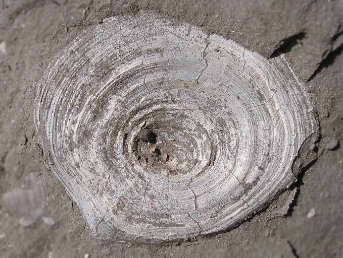 Discinisca lamellosa brachiopode fossile indtermin du jurassique Boulonnais