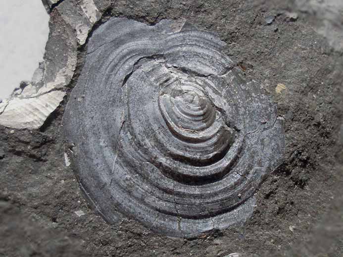 Discinisca lamellosa brachiopode fossile indtermin du jurassique Boulonnais