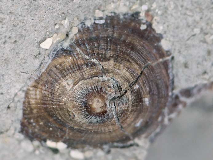 Discinisca fossile jurassique Boulonnais