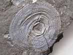 Discinisca lamellosa fossile jurassique Boulonnais