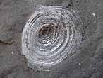 Discinisca lamellosa fossile jurassique Boulonnais