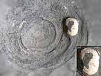 fossile du jurassique boulonnais