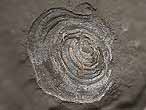 Discinisca lamellosa fossiles jurassique Boulonnais