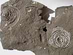 Discinisca lamellosa fossiles jurassique Boulonnais