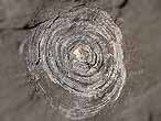 Discinisca lamellosa fossile jurassique Boulonnais